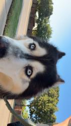 Found/Stray Male Dog last seen Alison, Flower Mound, TX 75028