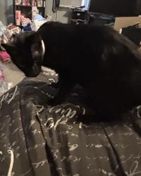 Reunited Male Cat last seen 6th st few blocks from winter haven hs, Winter Haven, FL 33880