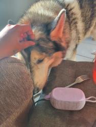 Reunited Male Dog last seen 36th and Campbell, Tucson, AZ 85713