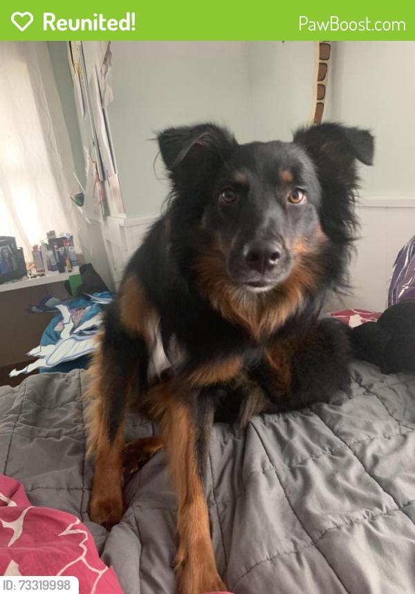 Reunited Male Dog last seen Court st Plymouth ma, Plymouth, MA 02360