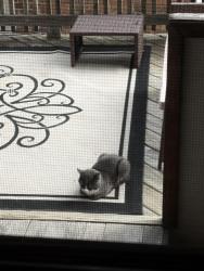 Found/Stray Unknown Cat last seen on our back porch, Chicago, IL 60613