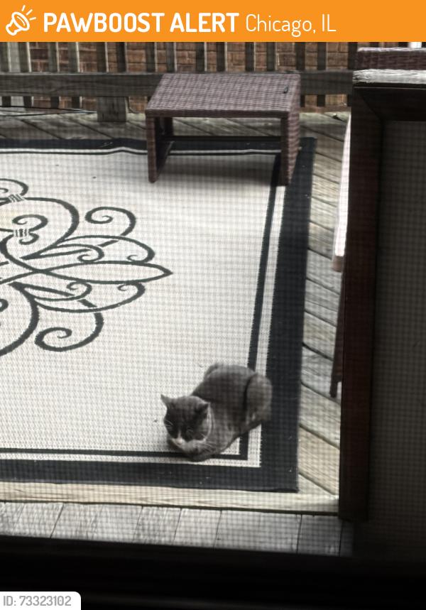 Found/Stray Unknown Cat last seen on our back porch, Chicago, IL 60613
