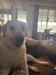 Reunited Female Dog last seen Sunnybrook Dr and Gruene Rd, New Braunfels, TX 78130
