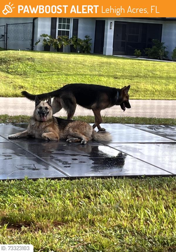 Found/Stray Unknown Dog last seen Ruth &69th St W, Lehigh Acres, FL 33971