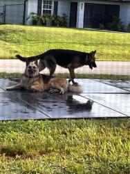 Found/Stray Unknown Dog last seen Ruth &69th St W, Lehigh Acres, FL 33971
