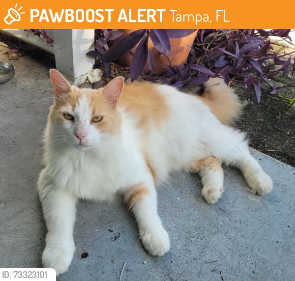 Found/Stray Unknown Cat last seen Chairmonte Elementary, Tampa, FL 33611