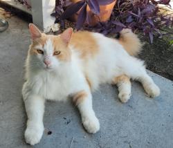 Found/Stray Unknown Cat last seen Chairmonte Elementary, Tampa, FL 33611