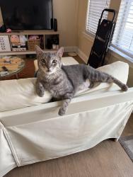 Found/Stray Male Cat last seen 61st and Compton, Indianapolis, IN 46220