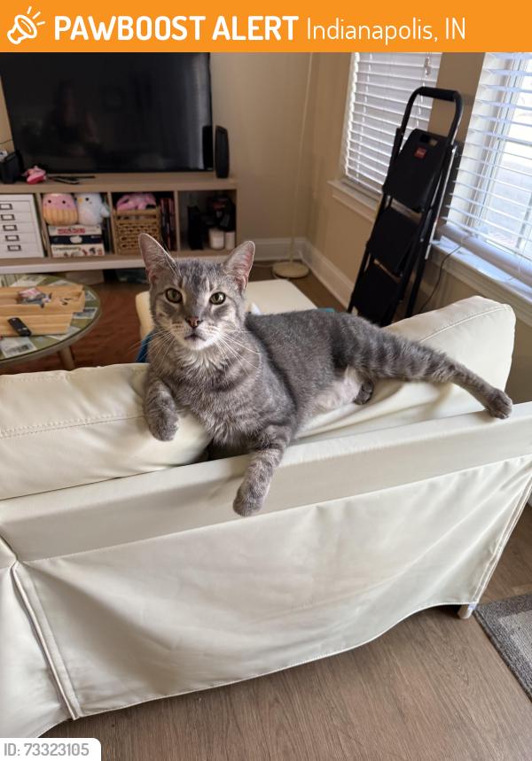 Found/Stray Male Cat last seen 61st and Compton, Indianapolis, IN 46220