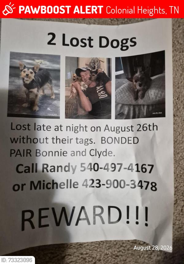 Lost Male Dog last seen TriCities Crossing, Colonial Heights, TN 37663