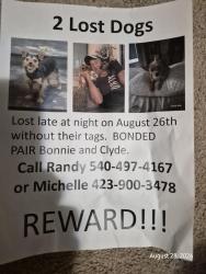 Lost Male Dog last seen TriCities Crossing, Colonial Heights, TN 37663