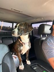 Reunited Female Dog last seen Near Tunnel Hill Varnell Rd Dalton, GA 30710 United States, Dalton, GA 30720