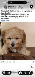 Reunited Male Dog last seen Route 53, Naperville, IL 60540