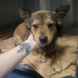 Shelter Stray Male Dog last seen , 980 Guilford College Rd, Greensboro, NC 27409, USA