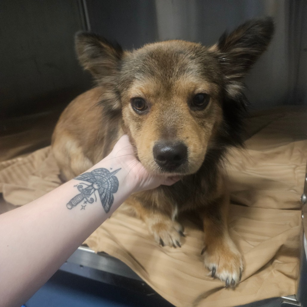 Shelter Stray Male Dog last seen , 980 Guilford College Rd, Greensboro, NC 27409, USA