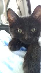 Lost Female Cat last seen Walmart, Minot, ND 58701