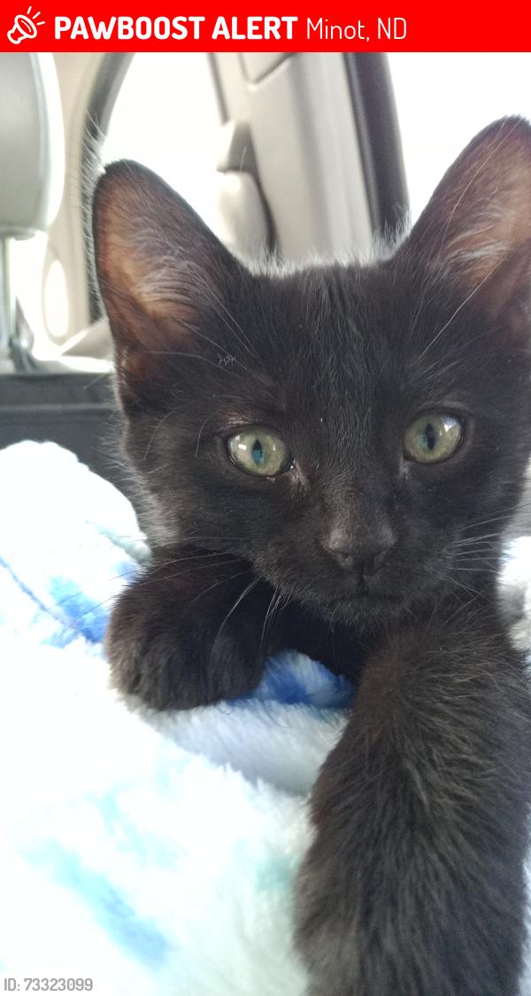 Lost Female Cat last seen Walmart, Minot, ND 58701
