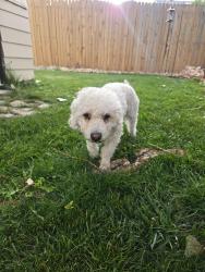 Reunited Male Dog last seen Sable and 51st, Denver, CO 80239