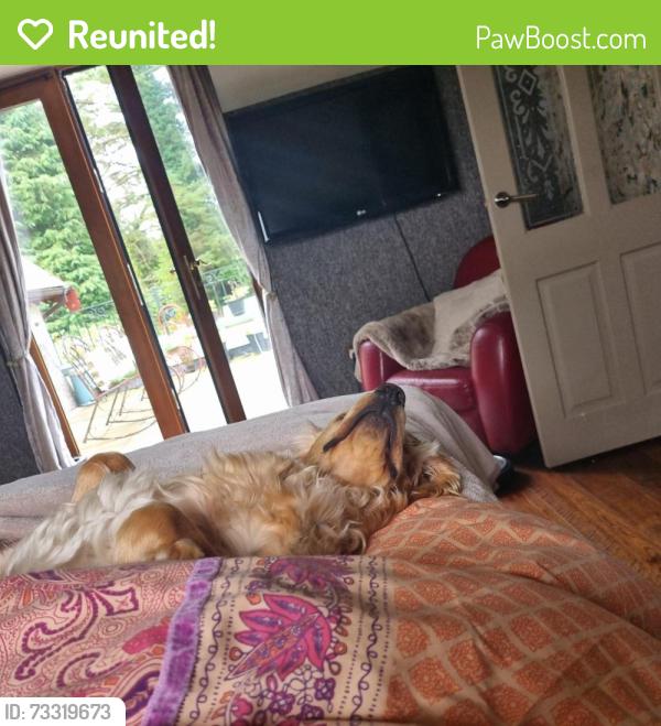 Reunited Male Dog last seen Woodburn forest, Mid and East Antrim, Northern Ireland BT38 9AB