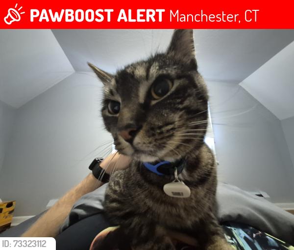 Lost Male Cat last seen hse near assumption church, Manchester, CT 06040