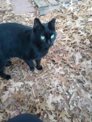 Lost Female Cat last seen Windward Pkwy and Hwy 9, Alpharetta, GA 30004