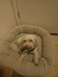 Lost Male Dog last seen branch lane rose drive, Cassville, MO 65625