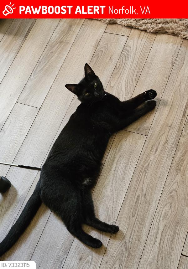 Lost Male Cat last seen Blow Street, Norfolk, VA 23507