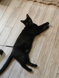 Lost Male Cat last seen Blow Street, Norfolk, VA 23507