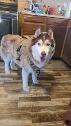 Found/Stray Male Dog last seen Pueblo Colorado, Pueblo, CO 81003