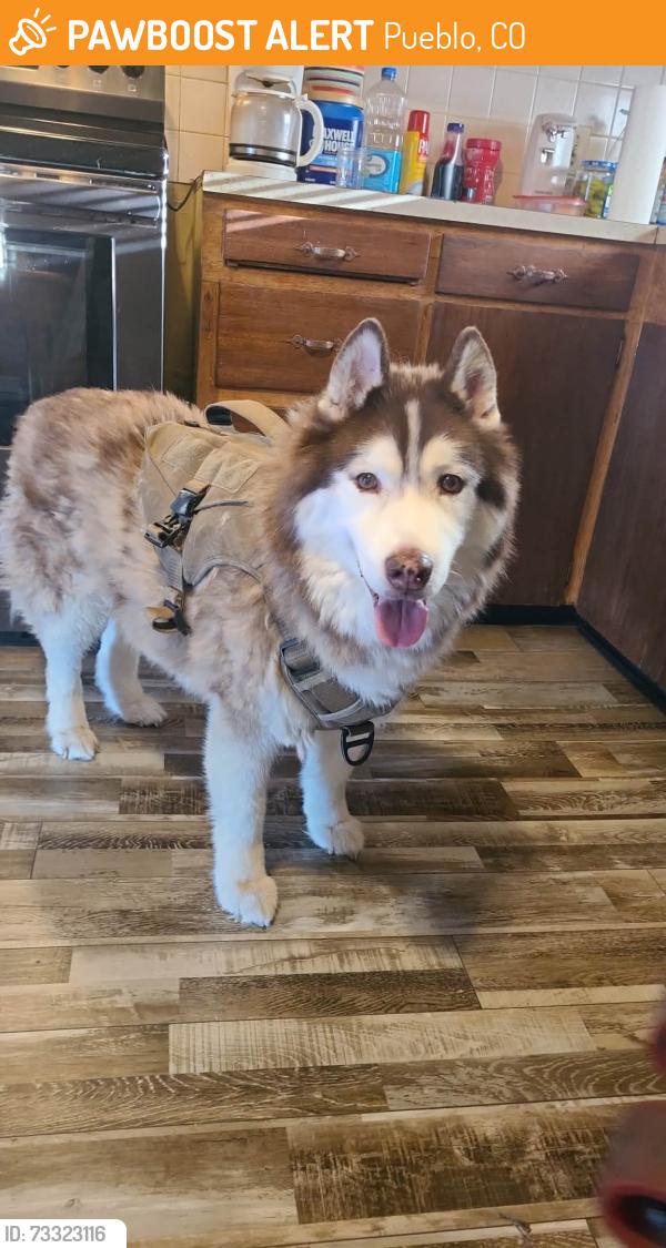 Found/Stray Male Dog last seen Pueblo Colorado, Pueblo, CO 81003