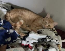 Lost Male Cat last seen Joliet ct and jousting arch, Virginia Beach, VA 23456