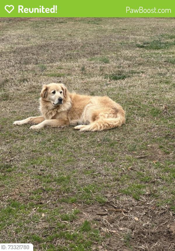 Reunited Female Dog last seen Massey road, Anderson County, SC 29642