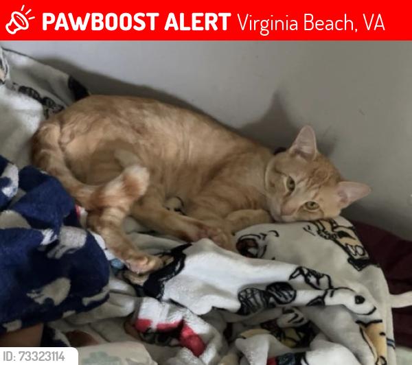 Lost Male Cat last seen Joliet ct and jousting arch, Virginia Beach, VA 23456
