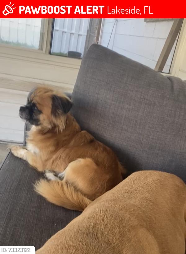 Lost Male Dog last seen Tanglewood and Blanding blvd, Lakeside, FL 32065
