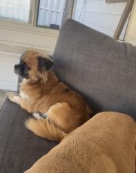 Lost Male Dog last seen Tanglewood and Blanding blvd, Lakeside, FL 32065