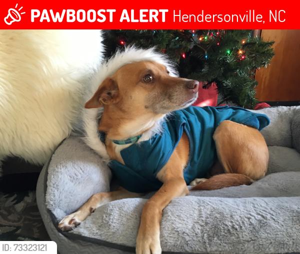 Lost Female Dog last seen Sweetpea Lane, close to Route 25, Hendersonville, NC 28791