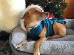 Lost Female Dog last seen Sweetpea Lane, close to Route 25, Hendersonville, NC 28791