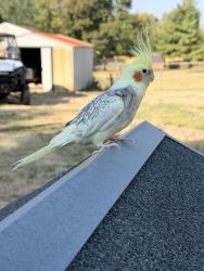 Lost Male Bird last seen Near and jacksonburg, Jacksonburg, OH 45067