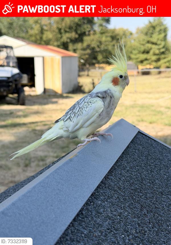 Lost Male Bird last seen Near and jacksonburg, Jacksonburg, OH 45067