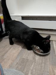 Found/Stray Male Cat last seen Wilmington Pike and Parklawn Drive, Dayton, OH 45440