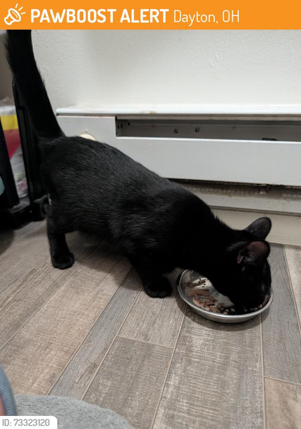 Found/Stray Male Cat last seen Wilmington Pike and Parklawn Drive, Dayton, OH 45440