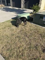 Reunited Male Dog last seen South Celina parkway, Celina, TX 75009