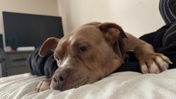 Reunited Male Dog last seen harvey mathis, Hidden Lake Dr, GA 30601