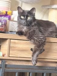 Lost Male Cat last seen Lagrande apmts, Lewisville, NC 27023