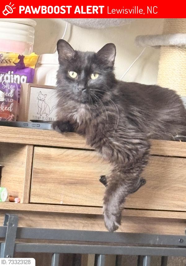 Lost Male Cat last seen Lagrande apmts, Lewisville, NC 27023