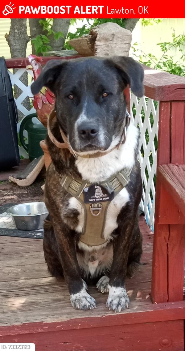 Lost Male Dog last seen 16th and 17th., Lawton, OK 73501
