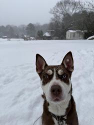 Lost Male Dog last seen E Georgia rd @ palmetto hills Presbyterian church, Simpsonville, SC 29681