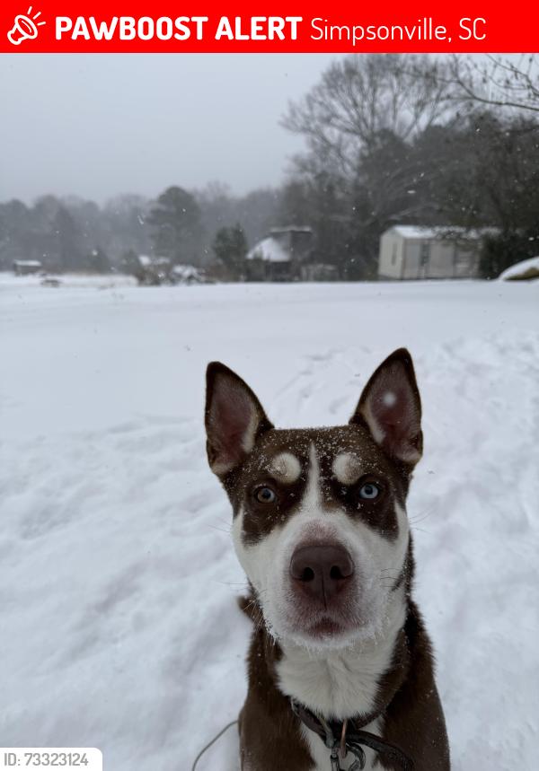 Lost Male Dog last seen E Georgia rd @ palmetto hills Presbyterian church, Simpsonville, SC 29681