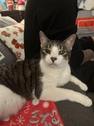 Reunited Male Cat last seen Cocoanut Ave/ 18th Street, Sarasota, FL 34236