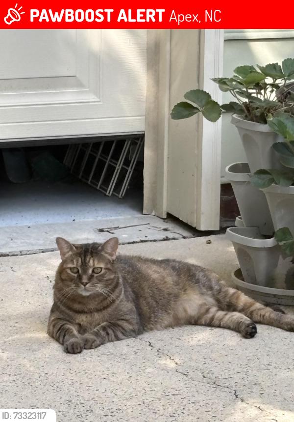 Lost Female Cat last seen Near the pool at Shepherd's Vineyard and Eva Perry Library, Apex, NC 27502